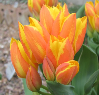 Tulipa heweri